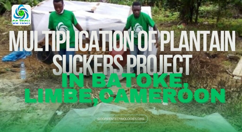 GoGreen Technologies Report On The Multiplication of Plantain Suckers Great Project in Batoke, Limbe, South west region, Cameroon.